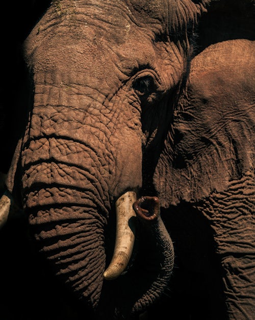 Wildlife Photography by Professional Freelance Wildlife Photographer UK Portrait of an African Elephant Loxodonta africana on an African wildlife safari vacation in Aberdare National Park Kenya