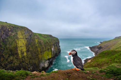 Wildlife Photography by Professional Freelance Wildlife Photographer UK Puffin at the Wick Skomer Island Pembrokeshire Coast National Park Wales United Kingdom