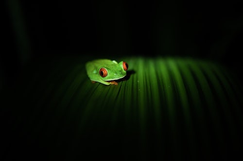 Wildlife Photography by Professional Freelance Wildlife Photographer UK Red Eyed Tree Frog Agalychnis callidryas Boca Tapada Alajuela Province Costa Rica