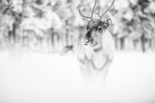 Wildlife Photography by Professional Freelance Wildlife Photographer UK Reindeer at Torassieppi Reindeer Farm Lapland Finland 2