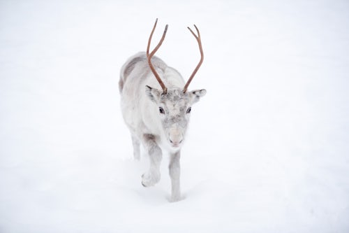 Wildlife Photography by Professional Freelance Wildlife Photographer UK Reindeer at Torassieppi Reindeer Farm Lapland Finland
