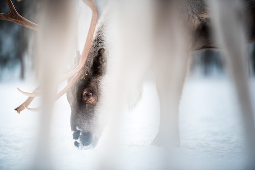 Wildlife Photography by Professional Freelance Wildlife Photographer UK Reindeer farm Torassieppi Finnish Lapland Finland