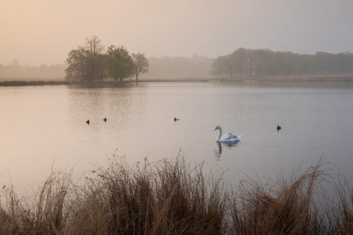 Wildlife Photography by Professional Freelance Wildlife Photographer UK Swan in Richmond Park at Pen Ponds at sunrise London England