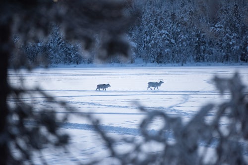 Wildlife Photography by Professional Freelance Wildlife Photographer UK Torassieppi Lapland Finland