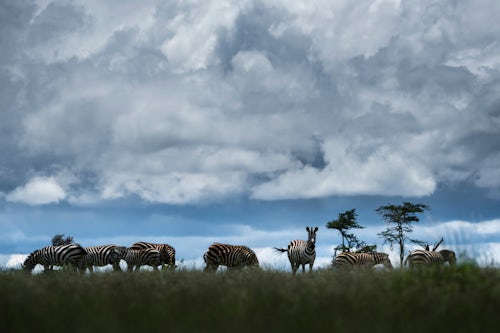 Wildlife Photography by Professional Freelance Wildlife Photographer UK Zebra Equus quagga at El Karama Ranch Laikipia County Kenya 2