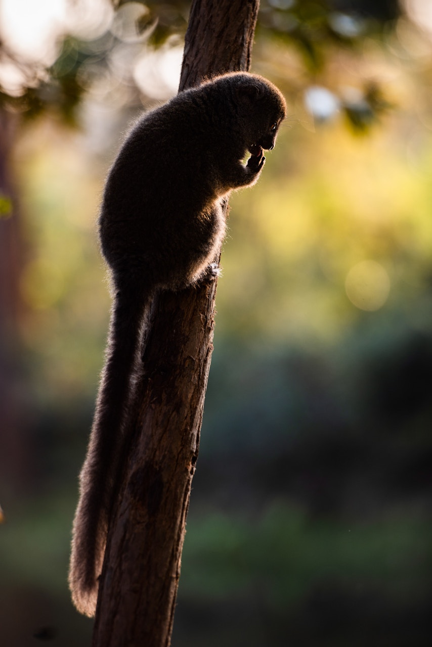 Madagascar Wildlife Photography Holiday Grey Bamboo Lemur Hapalemur Andasibe Madagascar