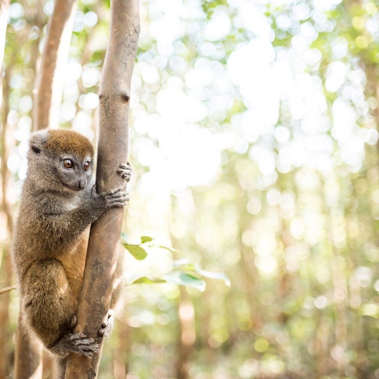 Madagascar Wildlife Photography Holiday - Trip Report