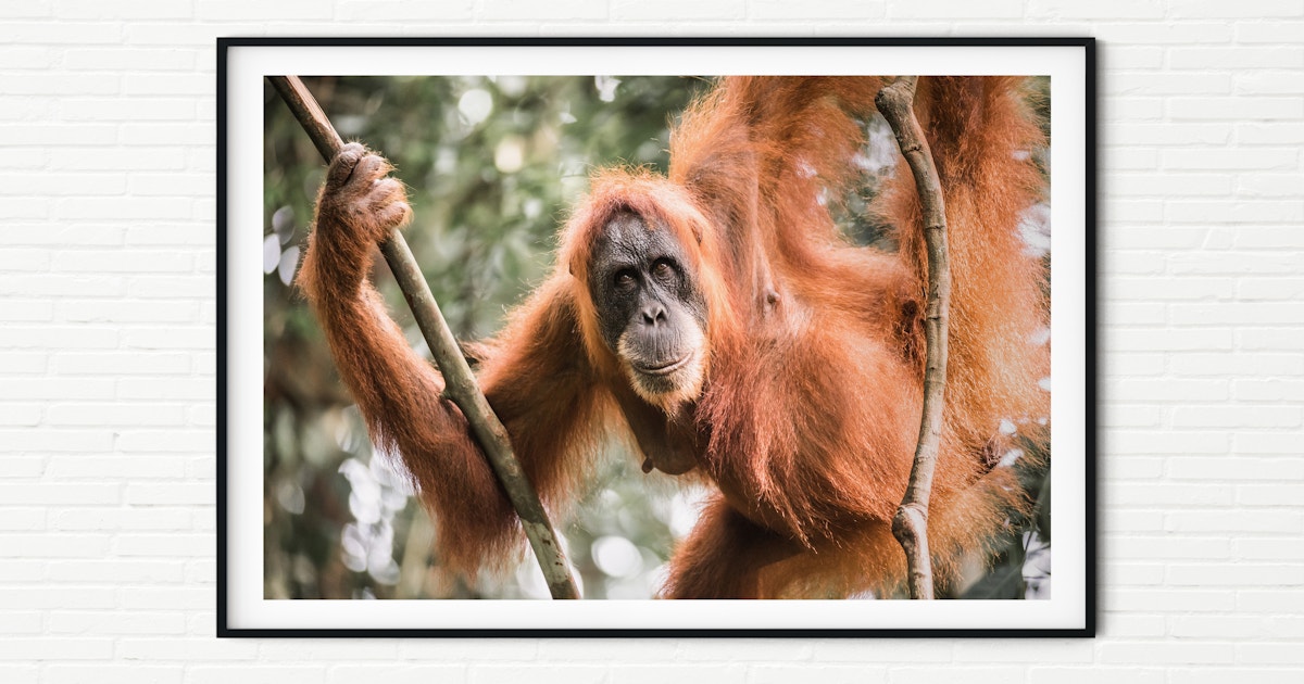 Photography Print of Orangutan in the Jungle Canvas Wall Art
