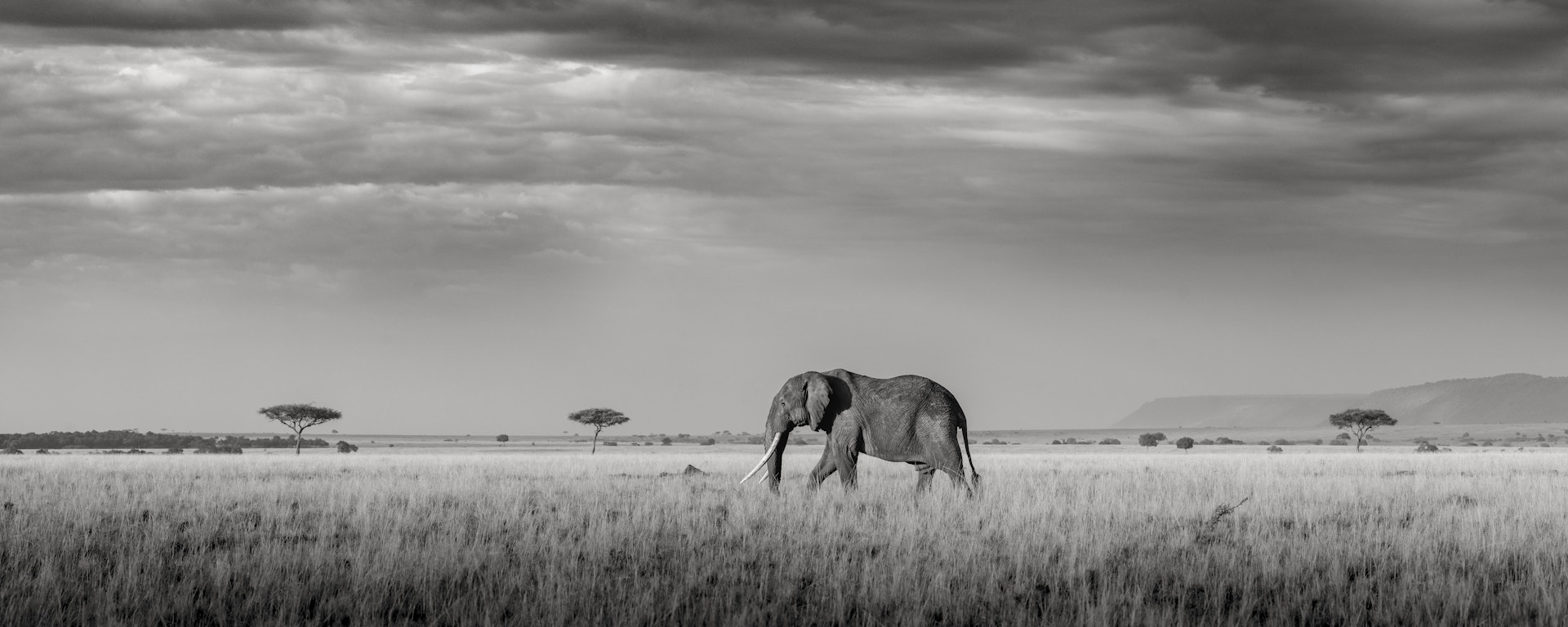 Maasai Mara African Wildlife Photography Prints Limited Edition Fine Art in Kenya Africa 35