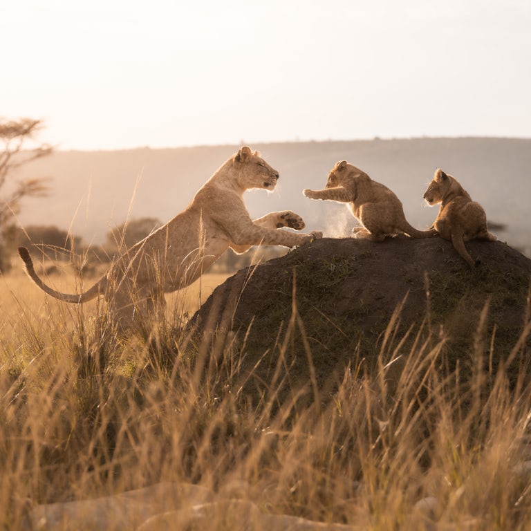 Exhibition Preview - 'Individuals' - Maasai Mara Wildlife Photography Exhibition in London