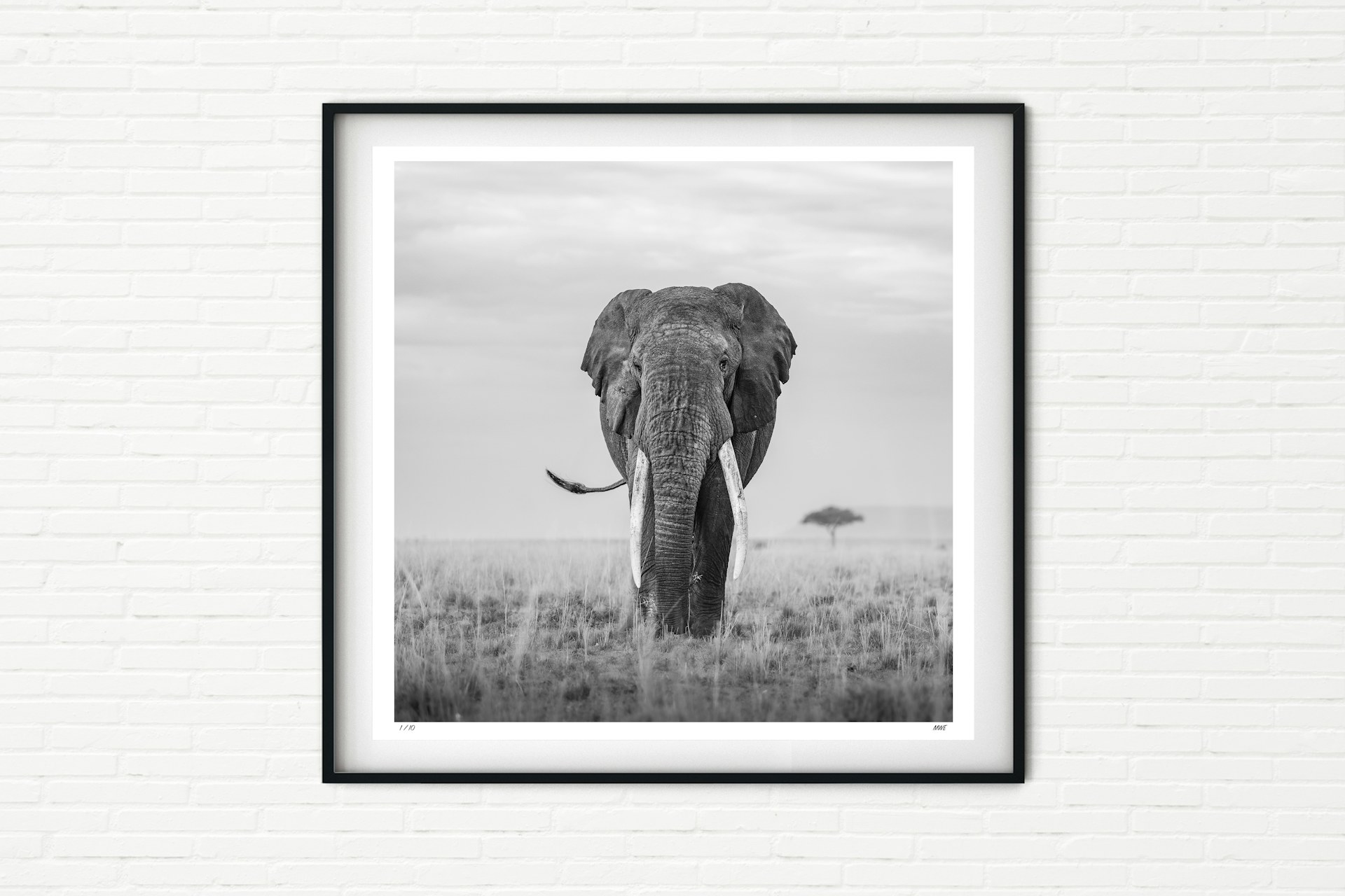 Edwin an African Elephant, Maasai Mara, Kenya, Africa