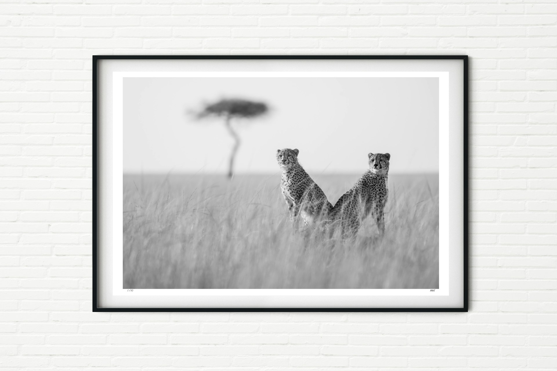 Two Cheetah cubs Maasai Mara, Kenya, Africa