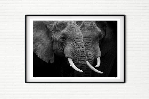 Kusini Males - Elephants in the Serengeti - Black and White